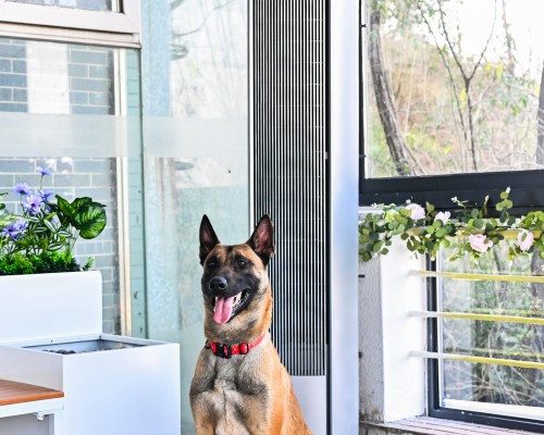 全屋智能，智慧守护 美的公益改造重庆蓝天搜救犬基地